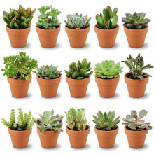 Kamerplant 15x Mini Succulenten Mix - Terracotta Potten - Pot Ø 8,1cm Hoogte ↕ 5-10cm