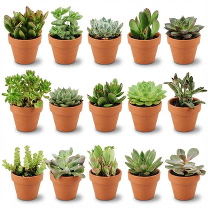 Kamerplant 15x Mini Succulenten Mix - Terracotta Potten - Pot Ø 8,1cm Hoogte ↕ 5-10cm