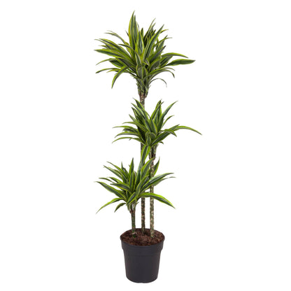 XL kamerplant - Dracaena Lemon Lime - Pot Ø 24cm Hoogte ↕ 130cm