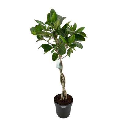 XL kamerplant - Ficus Benghalensis Audrey - Luchtzuiverend - Pot Ø 27cm Hoogte ↕ 110cm