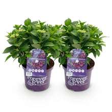 Buitenplant 2x Hydrangea Forever & Ever Paars - Bloeiend - Pot Ø 23cm Hoogte ↕ 55cm