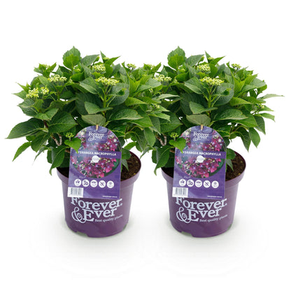 Buitenplant 2x Hydrangea Forever & Ever Paars - Bloeiend - Pot Ø 23cm Hoogte ↕ 55cm