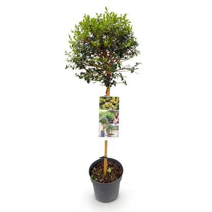 Buitenplant - Ligustrum delavayanum op stam - Terrasboom - Winterhard - Pot Ø 19cm Hoogte ↕ 90cm