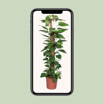 XL Kamerplant - Epipremnum Pinnatum aan Mosstok - Pot Ø 24cm Hoogte ↕ 120cm