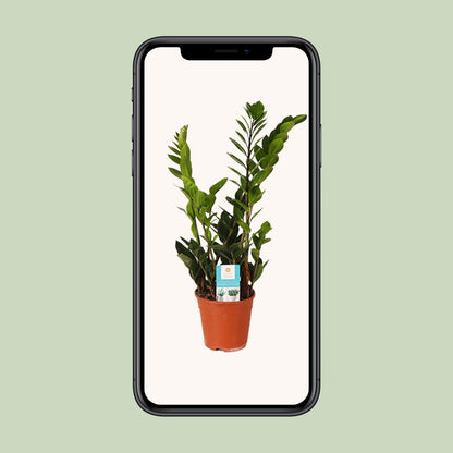 Kamerplant - Zamioculcas Zamiifolia - Pot Ø 14cm Hoogte ↕ 45cm