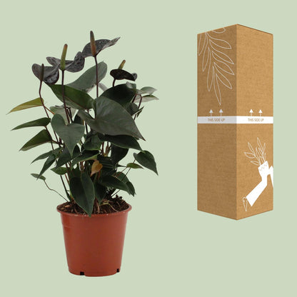 Kamerplant - Anthurium Black Love - Pot Ø 12cm Hoogte ↕ 36cm
