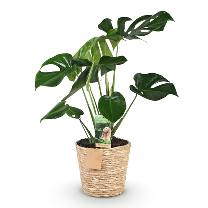Green BoutiQ - Green is... Kamerplanten - Monstera Deliciosa - Gatenplant - Weinig onderhoud - met mand - Groen - 1 Plant - Pot 17cm - Hoogte 50-55cm