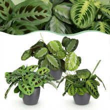 Kamerplant 3x Marantha mix - Gebedsplant - Pot Ø 12cm Hoogte ↕ 25cm