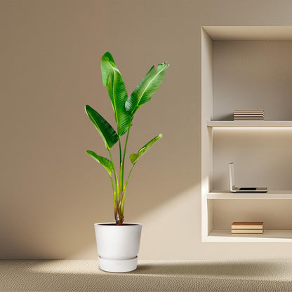 XL Kamerplant - Strelitzia Augusta - Pot Ø 30cm Hoogte ↕ 210cm