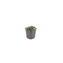 12x Thymus praecox 'Albiflorus' - ↕10-25cm - Ø9cm