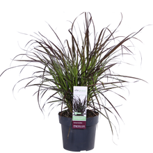 Buitenplant - Pennisetum x advena 'Summer Samba' - Pot Ø 19cm Hoogte ↕ 50cm