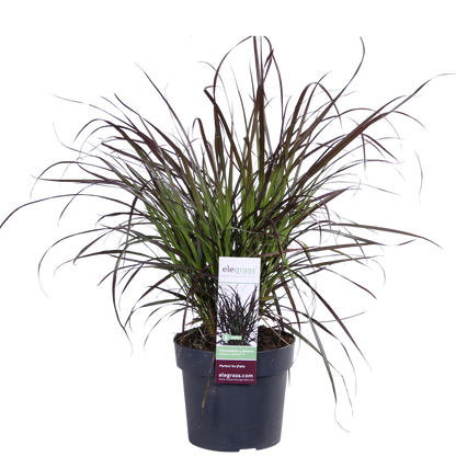 Buitenplant - Pennisetum x advena 'Summer Samba' - Pot Ø 19cm Hoogte ↕ 50cm