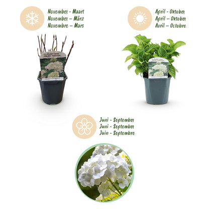 Buitenplant - Hydrangea macrophylla Blue - Bloeiend - Pot Ø 17cm Hoogte ↕ 30cm