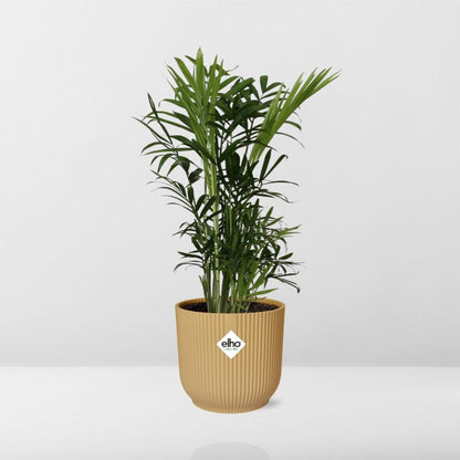 Kamerplant - Chamaedorea Elegans - Pot Ø 14cm