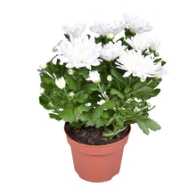 Kamerplant - Chrysanthemum Brave - Pot Ø 12cm Hoogte ↕ 26cm