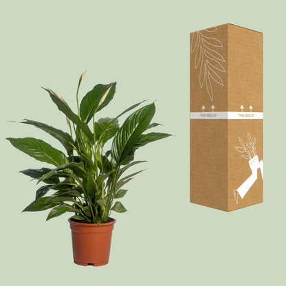 Kamerplant - Spathiphyllum Vivaldi - Pot Ø 17cm Hoogte ↕ 70cm
