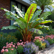 Buitenplant 2x Musa sikkemensis Red Tiger - Winterhard - Pot Ø 17cm Hoogte ↕ 40cm
