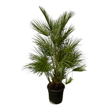 Buitenplant - Chamaerops humilis - Winterhard - Pot Ø 24cm Hoogte ↕ 130cm