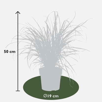 Buitenplant - Pennisetum x advena 'Summer Samba' - Pot Ø 19cm Hoogte ↕ 50cm