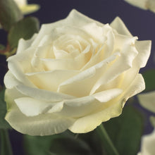 Buitenplant 2x Rosa White Climber - Klimroos Wit - Pot Ø 11cm Hoogte ↕ 40cm