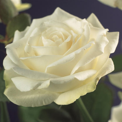 Buitenplant 2x Rosa White Climber - Klimroos Wit - Pot Ø 11cm Hoogte ↕ 40cm