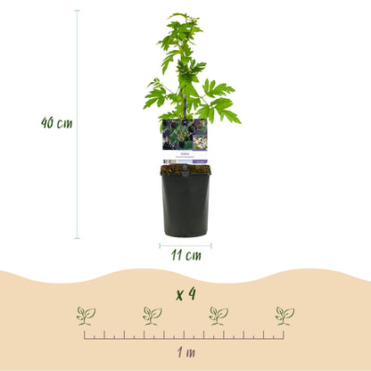 Buitenplant 2x Rubus Thornfree Evergreen - Doornloze zwarte braam - Pot Ø 11cm Hoogte ↕ 40cm