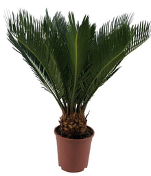 Kamerplant - Cycas Revoluta - Pot Ø 12cm Hoogte ↕ 45cm