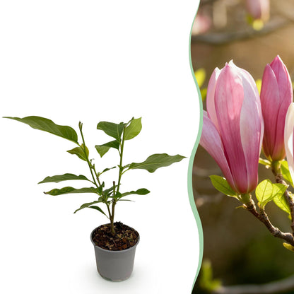 Buitenplant - Magnolia 'Ricki' - Bloeiend - Pot Ø 12cm Hoogte ↕ 30cm