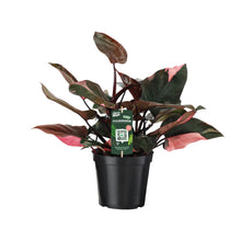 Kamerplant - Philodendron Pink Princess - Pot Ø 19cm Hoogte ↕ 50cm