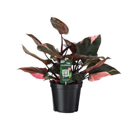 Kamerplant - Philodendron Pink Princess - Pot Ø 19cm Hoogte ↕ 50cm
