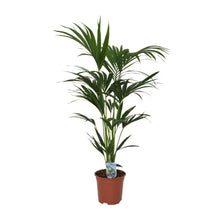 XL kamerplant - Howea forsteriana - Pot Ø 21cm Hoogte ↕ 120cm