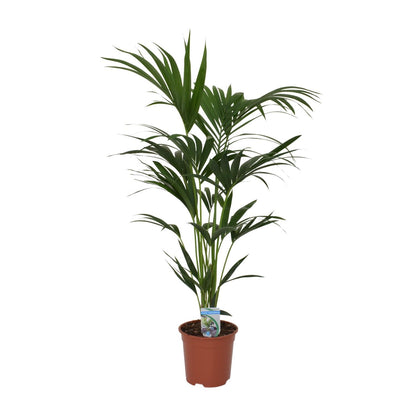 XL kamerplant - Howea forsteriana - Pot Ø 21cm Hoogte ↕ 120cm