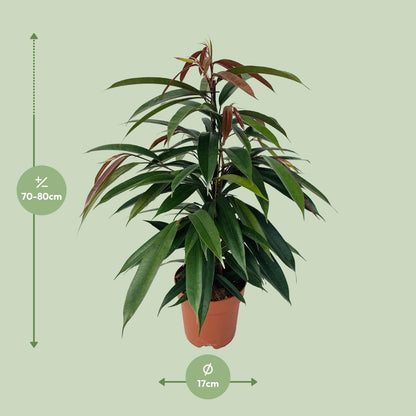 Kamerplant - Ficus Binnendijkii 'Amstel King' - Pot Ø 17cm Hoogte ↕ 75cm