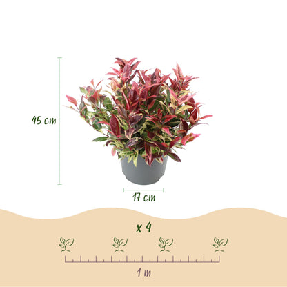 Buitenplant - Leucothoe Colour Diamond - Groenblijvend - Pot Ø 17cm Hoogte ↕ 45cm