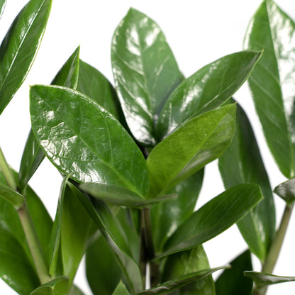 Kamerplant - Zamioculcas - Pot Ø 12cm Hoogte ↕ 35cm