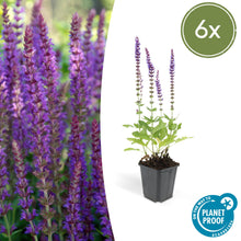 Buitenplant 6x Salvia nem. 'Ostfriesland' - Bloeiend - Pot Ø 9cm Hoogte ↕ 10-25cm