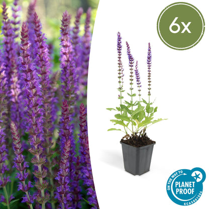 Buitenplant 6x Salvia nem. 'Ostfriesland' - Bloeiend - Pot Ø 9cm Hoogte ↕ 10-25cm
