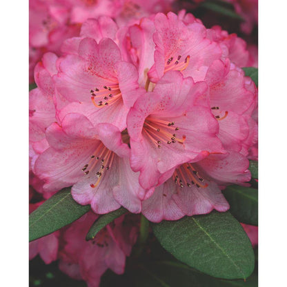 Buitenplant - Rhododendron 'Wine & Roses' - Bloeiend - Pot Ø 13cm Hoogte ↕ 20cm
