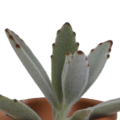 Kamerplant 5x Vetplanten mix - in terracotta pot - Pot Ø 5.5cm