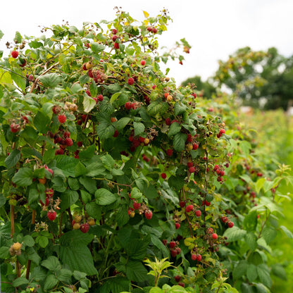 Buitenplant 2x Framboos Rubus idaeus 'Autumn Bliss' - Rode Framboos, Herfstdragend, Winterhard - Pot Ø 11cm Hoogte ↕ 40cm