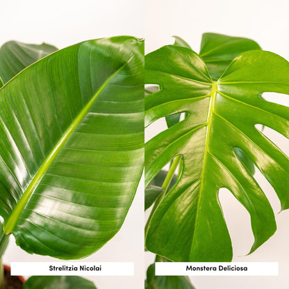 Kamerplant - Strelitzia Nicolai ↕85cm + Monstera Deliciosa ↕75cm + Mand Igmar