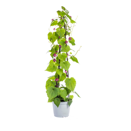 Buitenplant 4x Klimplanten Mix - Rhodochiton, Cobea, Lathyrus & Ipomoea - Pot Ø 13cm Hoogte ↕ 60cm