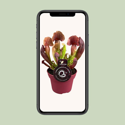 Kamerplant - Sarracenia Catesbaei - Pot Ø 12cm Hoogte ↕ 23cm
