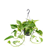 Kamerplant - Epipremnum Marble Queen - Pot Ø 15cm Hoogte ↕ 25cm