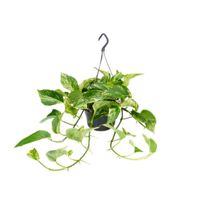 Kamerplant - Epipremnum Marble Queen - Pot Ø 15cm Hoogte ↕ 25cm
