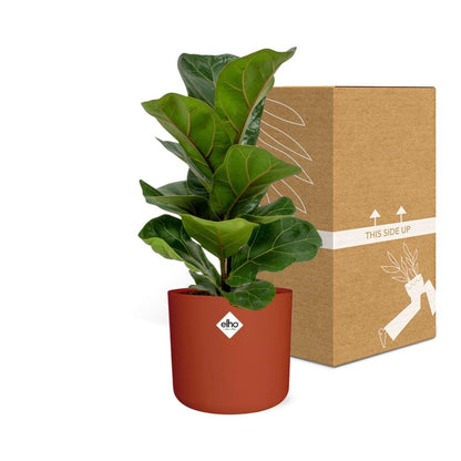 Kamerplant - Ficus Lyrata 'Bambino' - inclusief sierpot - Pot Ø 14cm