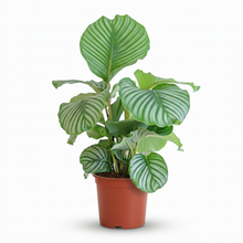 Kamerplant - Calathea Orbifolia - Pot Ø 21cm Hoogte ↕ 60-70cm