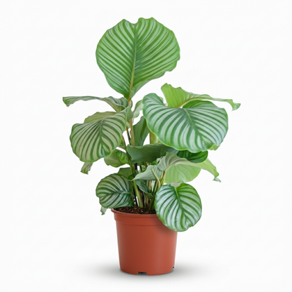 Kamerplant - Calathea Orbifolia - Pot Ø 21cm Hoogte ↕ 60-70cm