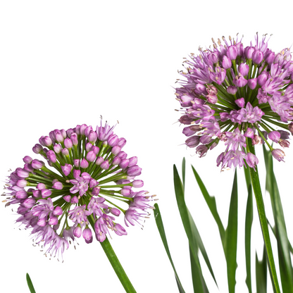 Buitenplant - Allium Senescens 'Millenium' - Bloeiend - Pot Ø 19cm Hoogte ↕ 50-60cm
