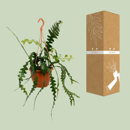 Kamerplant - Epiphyllum Anguliger - Pot Ø 17cm Hoogte ↕ 35cm